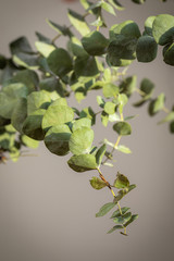 Eucalyptus
