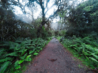 Obraz premium path in the forest