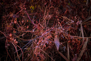 Dry stems of plants, flowers and leaves in autumn. Fall season deep background. 