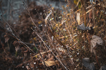 Dry flowers, leaves, stems of plants and grass in the meadow in fall season. Calm autumn botanical background.