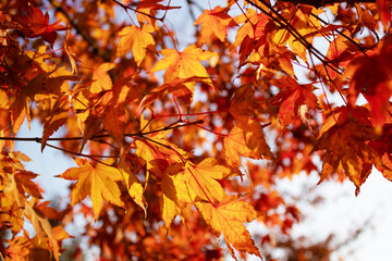 Autumn maple leaves on branch with light sky blurred background. Fall season background.
