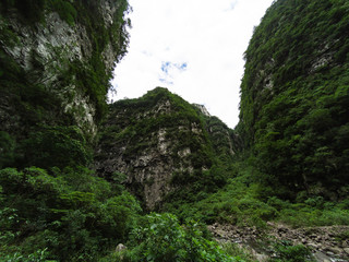 tree in mountains