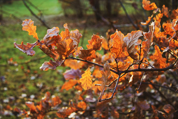 Oak leaves on a branch in autumn sunlight. Warm cozy fall season nature background.