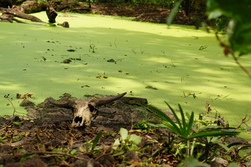 Skulls of animals lying in the green valley of the wilderness