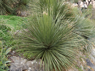 Dasylirion glaucophyllum ou dasylire à feuilles glauques, une plante exotique fascinante,...