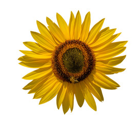 sunflower detail front view in the sun isolated