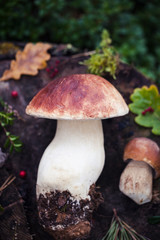 Wild raw boletus mushroom in Latvian forest