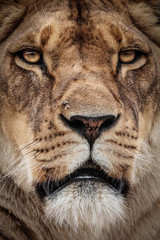 Fototapeta premium Desolate lion with bared eyes