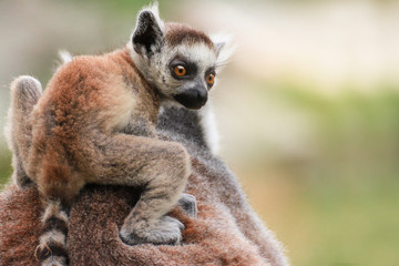 Fototapeta premium Young lemur