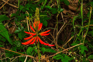 Eritrina Candelabro IMG_6449