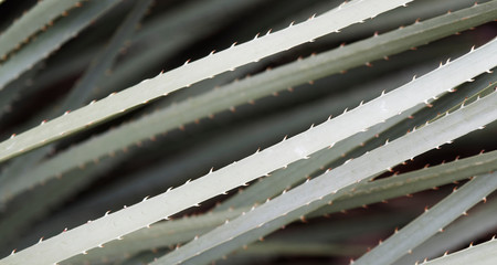 Gros plan sur feuilles de dasylire à feuilles glauques (Dasylirion glaucophyllum), hautes tiges radiantes, vert glauque, bordées d'épines blanches recourbées à effet graphique