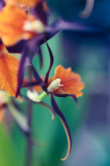 Orchid Macro Photo