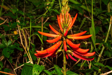 Eritrina Candelabro IMG_6450