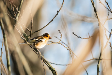 butterfly on branch