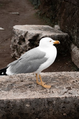 Gaviota posada en la roca mirando al frente