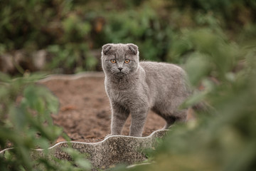 Gray cat
