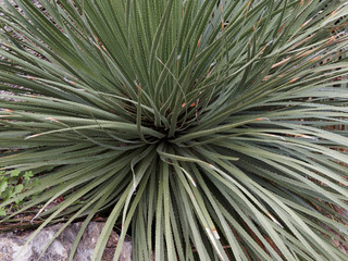 Dasylirion glaucophyllum ou dasylire à feuilles glauques aux tiges radiantes et épineuses à effet graphique ou rosette sphérique