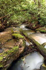 Mountain stream in north Georgia.