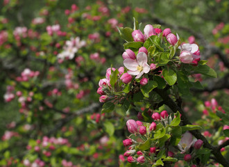 Apfelblüte, Nahaufnahme
