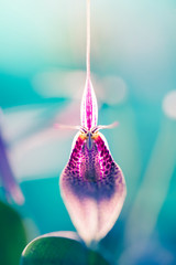 Purple Flower Macro
