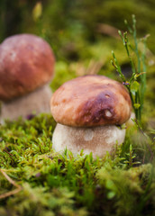 Wild raw boletus mushroom in Latvian forest