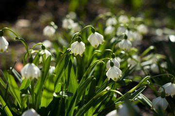 Leucojum Vernum is a spring bulb plant that resembles snowdrop (Galanthus). White early flowers in the garden, background