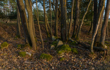 Obraz premium Stones with trees in leaf forest in south Bohemia in winter evening