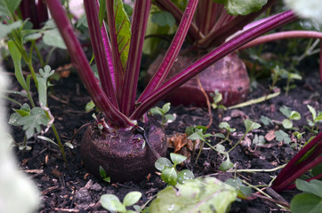 Hermosas remolachas listas para cosechar