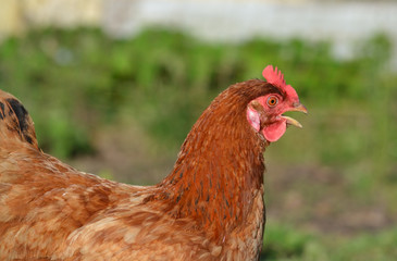 Poule rousse en liberté
