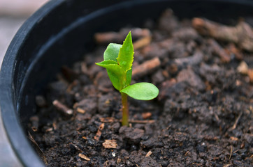 Plántula de manzana verde con sus primeras hojas verdaderas y cotiledones