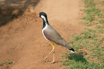 Red-wattled Lapwing (Vanellus indicus) in Ranthambore National Park, Rajasthan, India