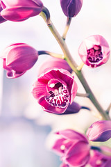 Phalaenopsis Macro Photo