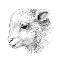 Lamb. Sketch, hand-drawn, black-and-white portrait of a lamb's head on a white background.