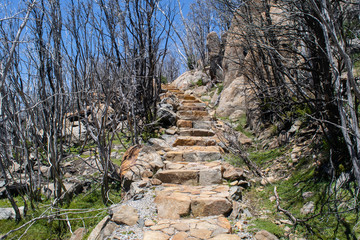 Stairs through burnt forest at Devil's Gullet Nature Reserve in Tasmania, Australia