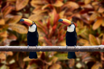 Two beautiful toucans with orange beaks. orange background. Southern Mexico, Northern Argentina