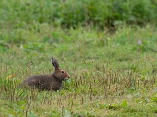 hare