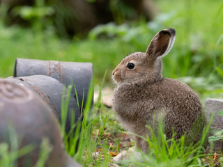 hare