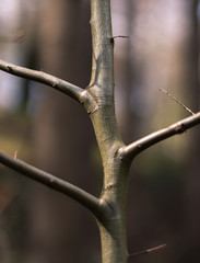 Detailaufnahme Baumstamm