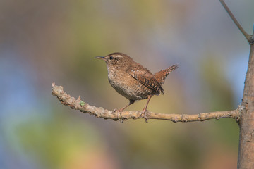 Strzyżyk © arek0michalak