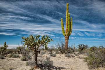 Mexican desert with cactuses and succulents