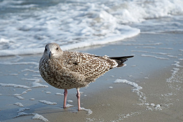 A young great black-backed gull staring at the photographer and standing on the beach near the water, its feet hidden under the sand