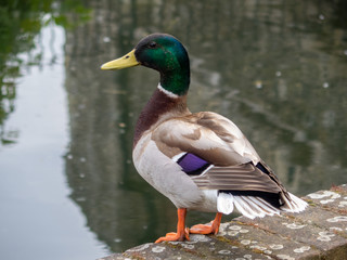 Obraz premium male mallard duck near a canal