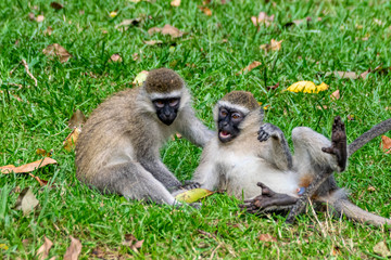 Rough and tumble as vervet monkey (Chlorocebus pygerythrus) play, Entebbe, Uganda