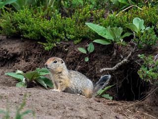 arctic ground squirrel