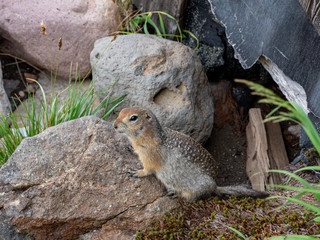 arctic ground squirrel