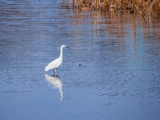 heron reflecting in the water in the middle of a pond