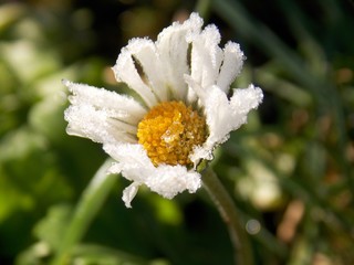 morning frost on the flower