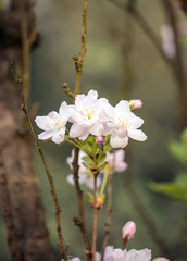 Weiße Kirschblüten