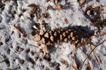 pine cone on the light snow ground