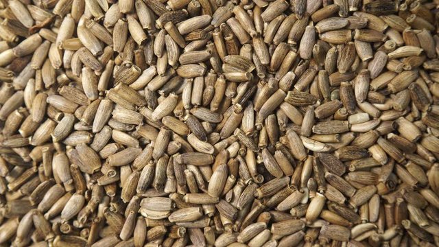 Herbal remedy silybum marianum, milk thistle seeds. Medical plant as food background or texture. Top down view. Natural treatment for liver problems